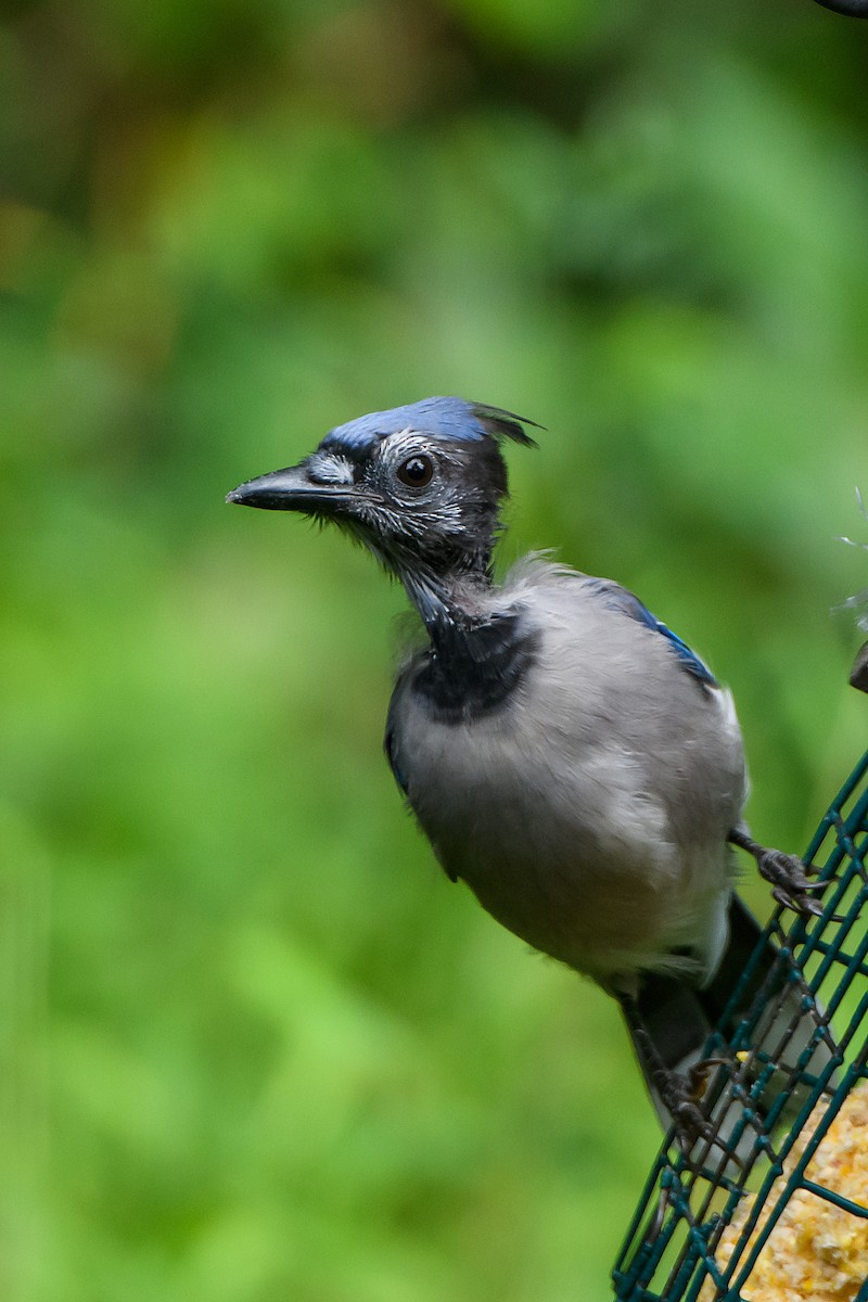 Blue Jay - ML608762103