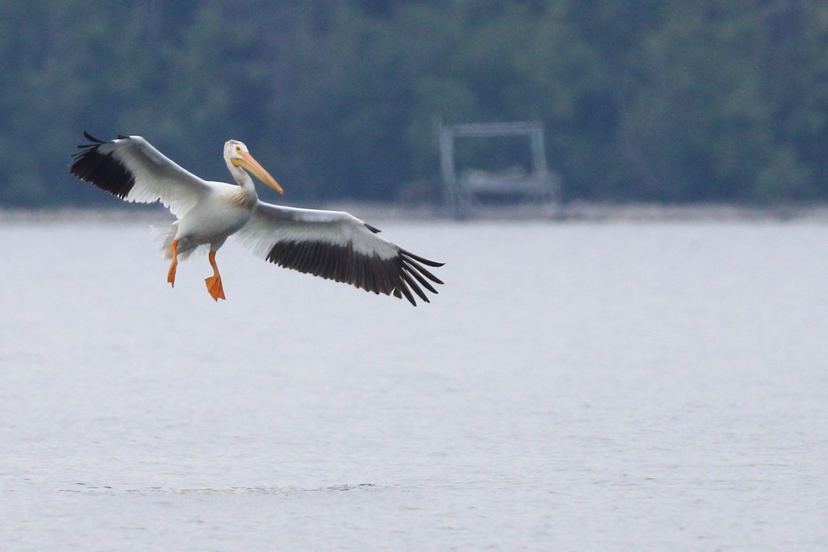 American White Pelican - ML608762118