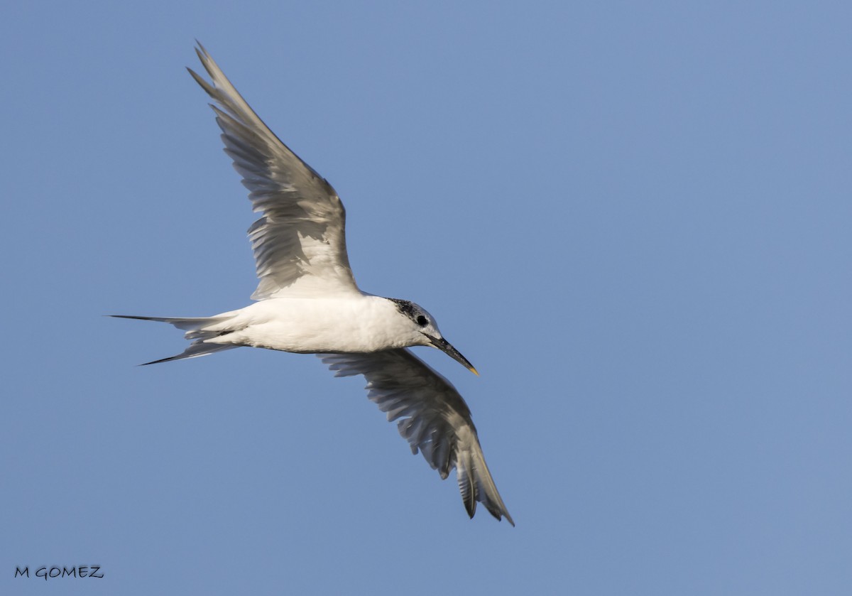 Sandwich Tern - ML608762125