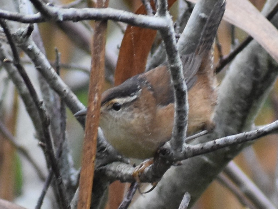 Marsh Wren - ML608762146