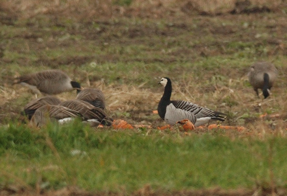 Barnacle Goose - ML608762363