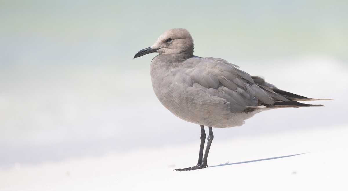 Gray Gull - ML608762377