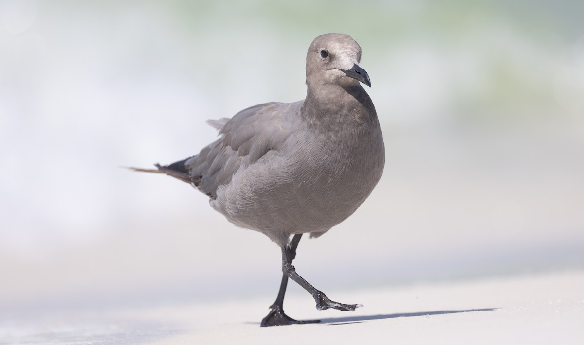 Gray Gull - ML608762388