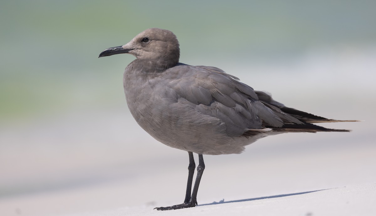 Gray Gull - ML608762394