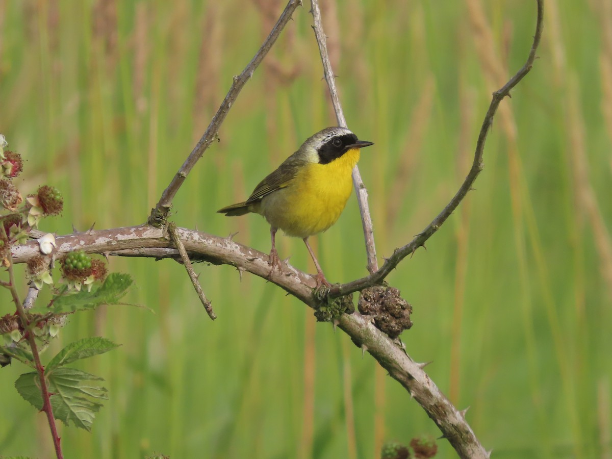 Common Yellowthroat - ML608762466