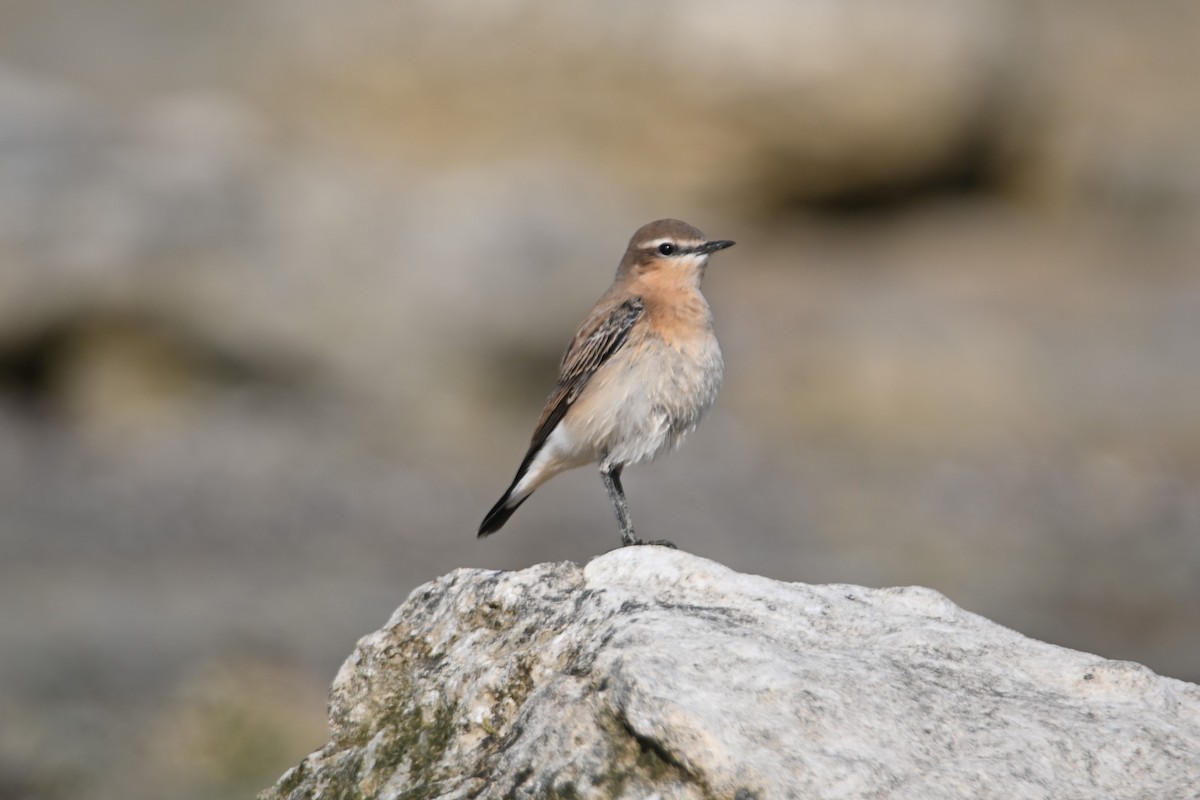 Northern Wheatear - ML608762484