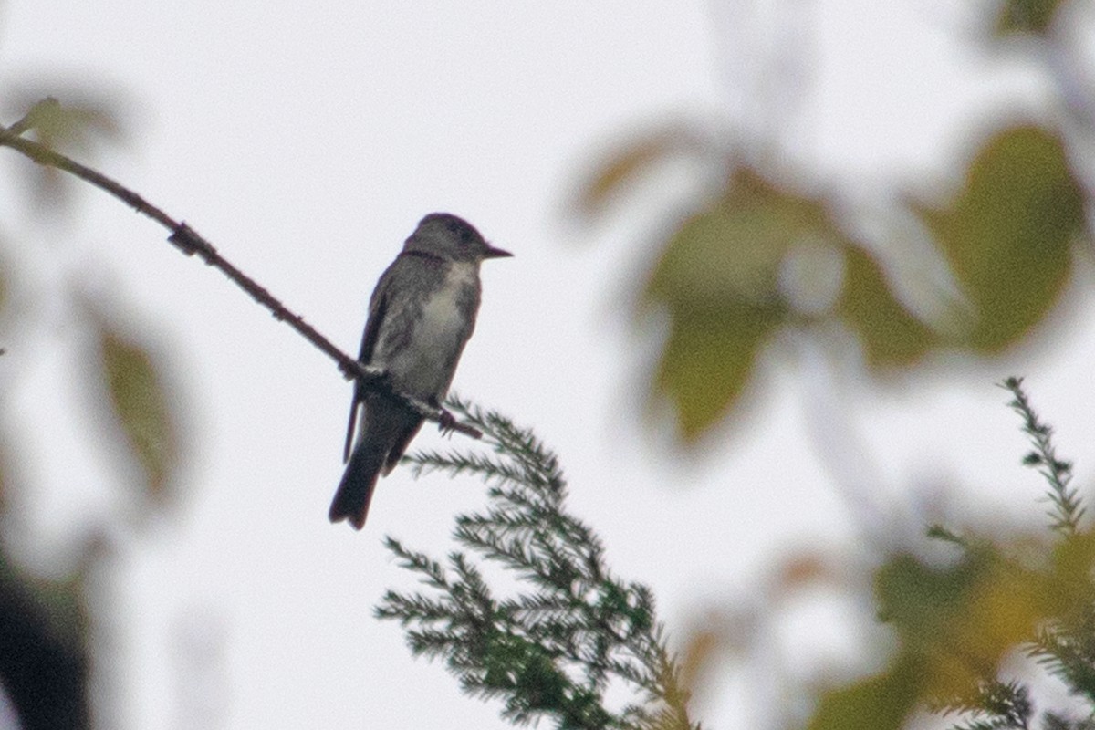 Olive-sided Flycatcher - ML608762601