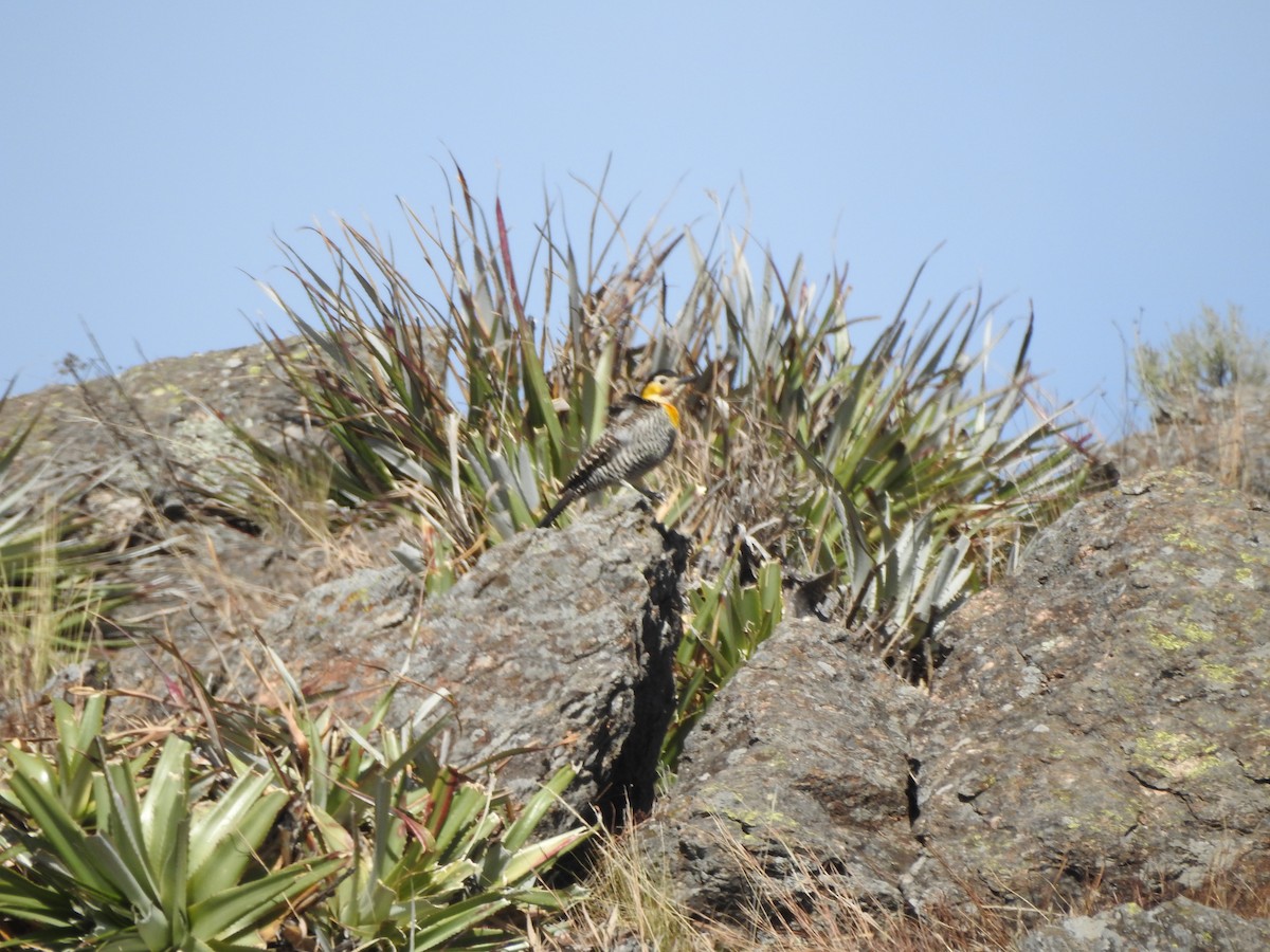 Campo Flicker - Agustín Zarco