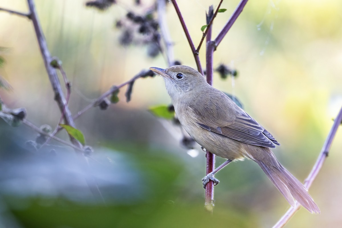 Thick-billed Warbler - ML608762679