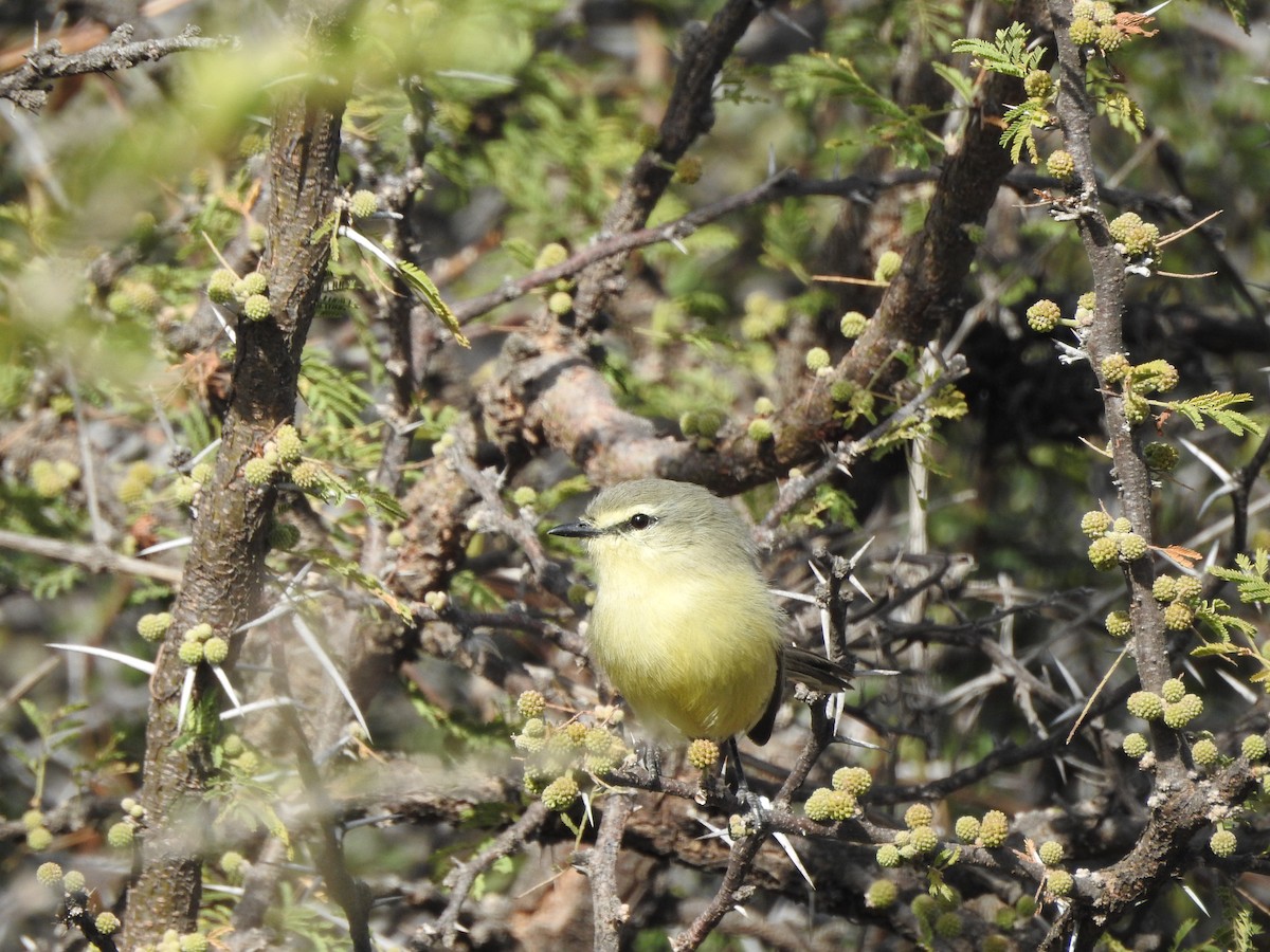 Greater Wagtail-Tyrant - Agustín Zarco