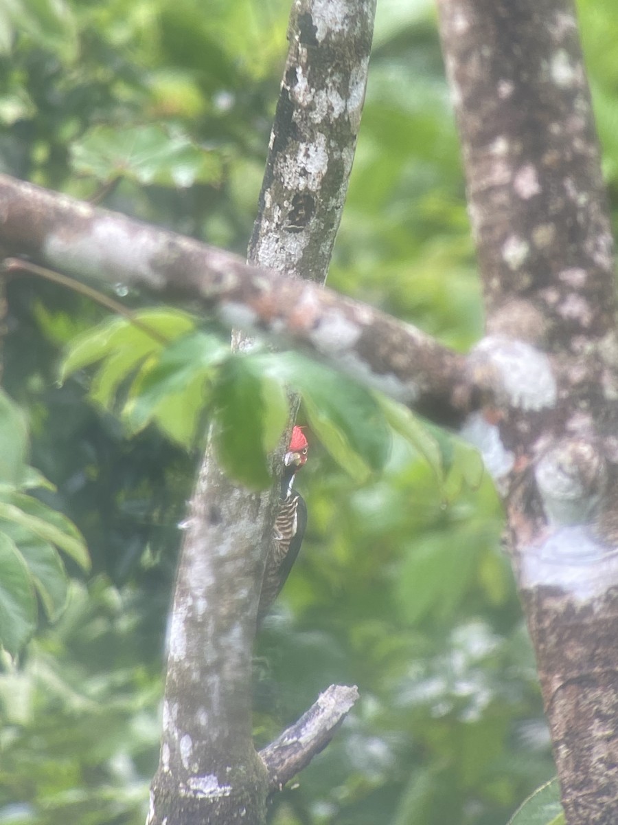 Crimson-crested Woodpecker - ML608762774