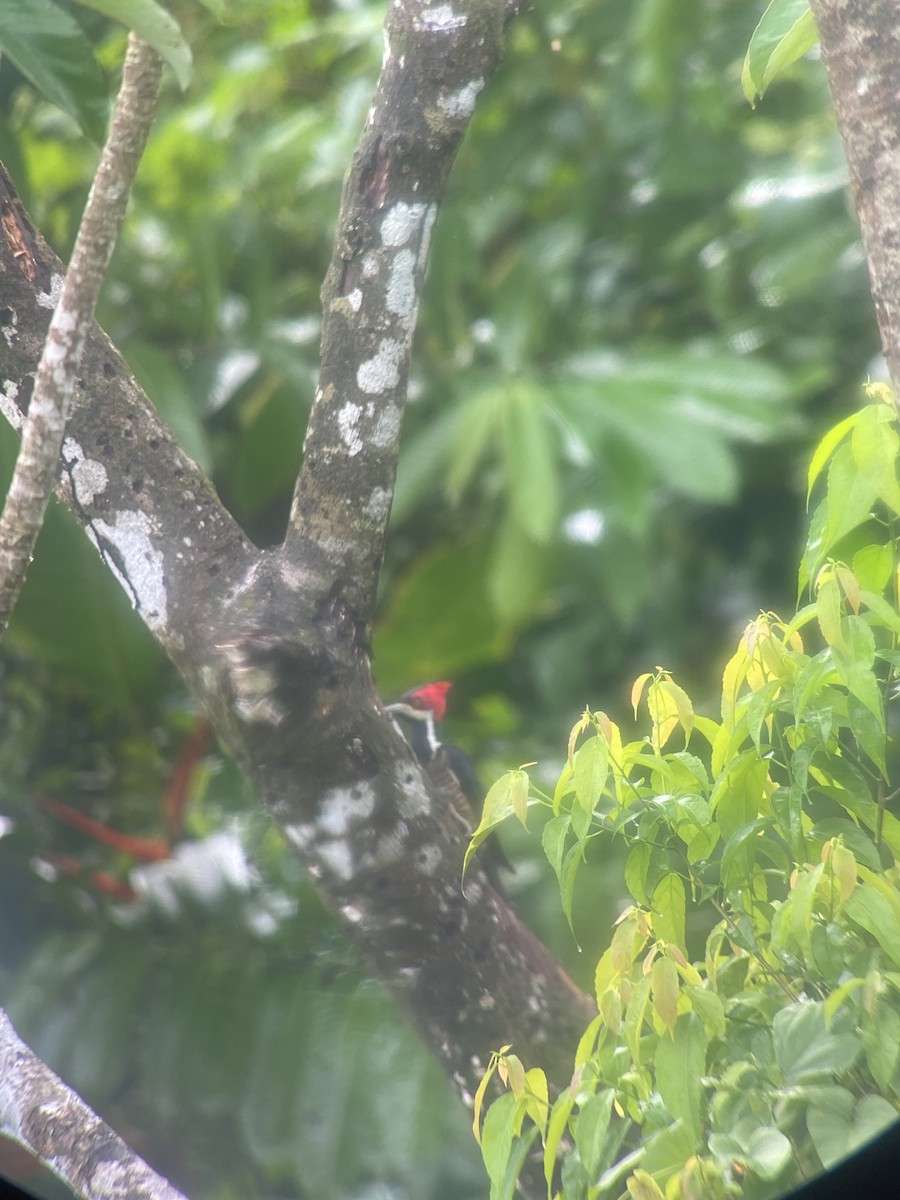 Crimson-crested Woodpecker - ML608762775