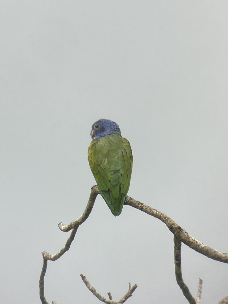 Blue-headed Parrot - ML608762794