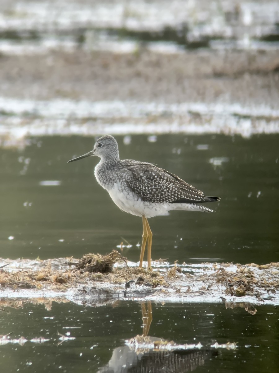 Greater Yellowlegs - ML608762908