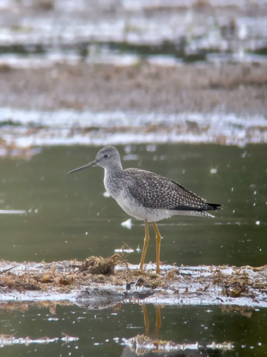 Greater Yellowlegs - ML608762909