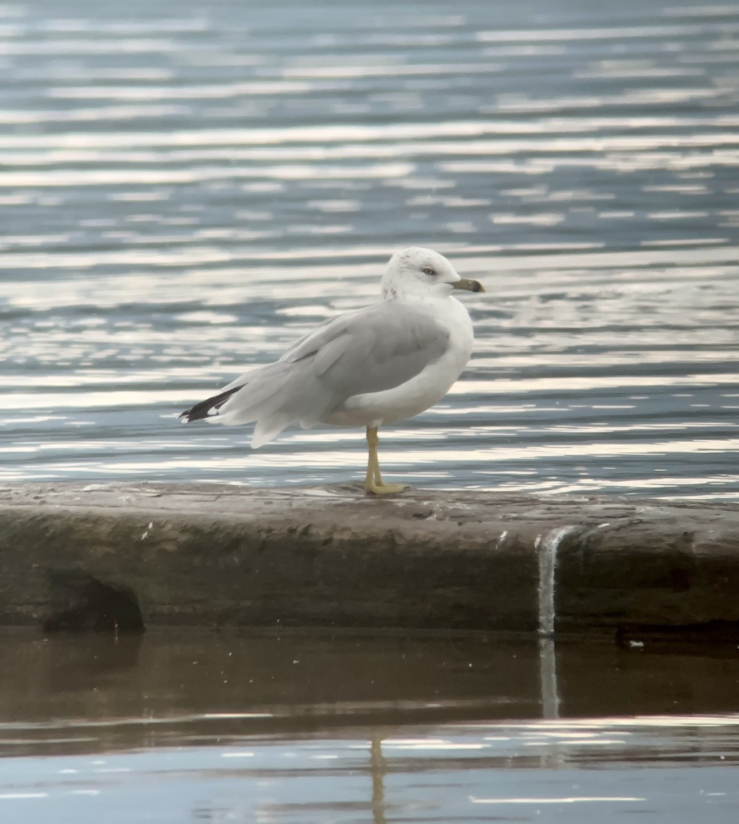 Ring-billed Gull - ML608762923