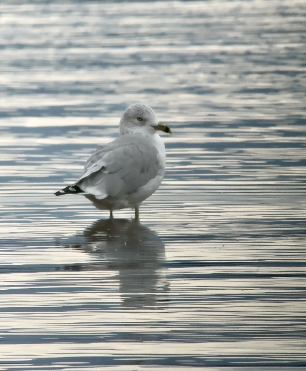 Ring-billed Gull - ML608762924