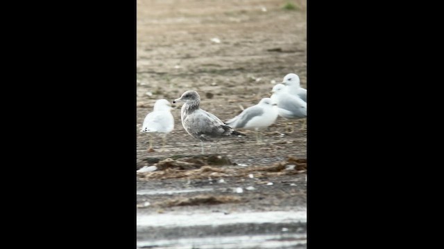 California Gull - ML608762932