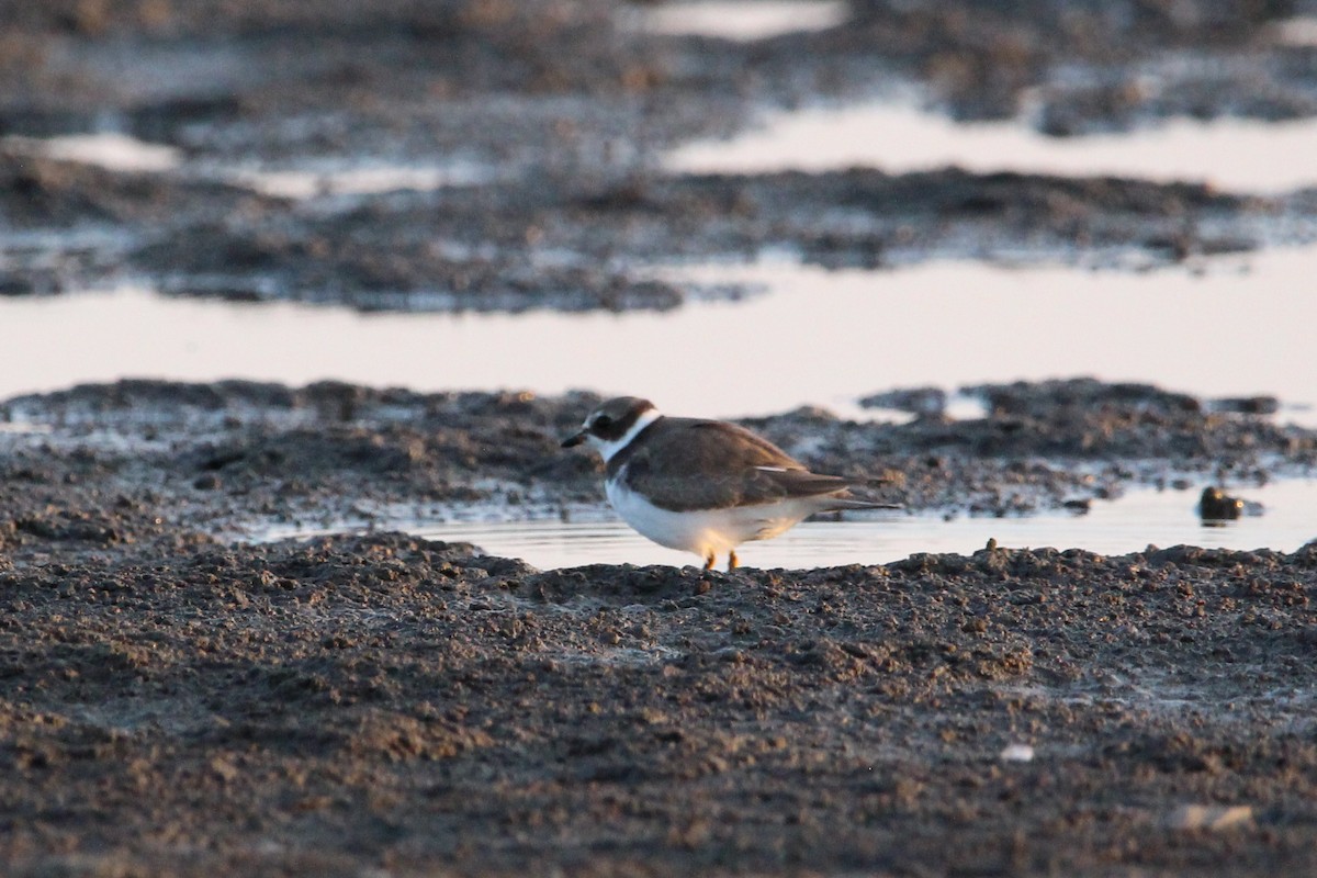 Semipalmated Plover - ML608763004