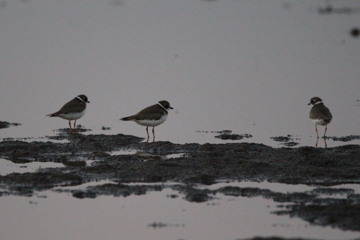 Semipalmated Plover - ML608763005
