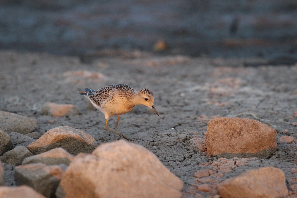 Buff-breasted Sandpiper - ML608763010