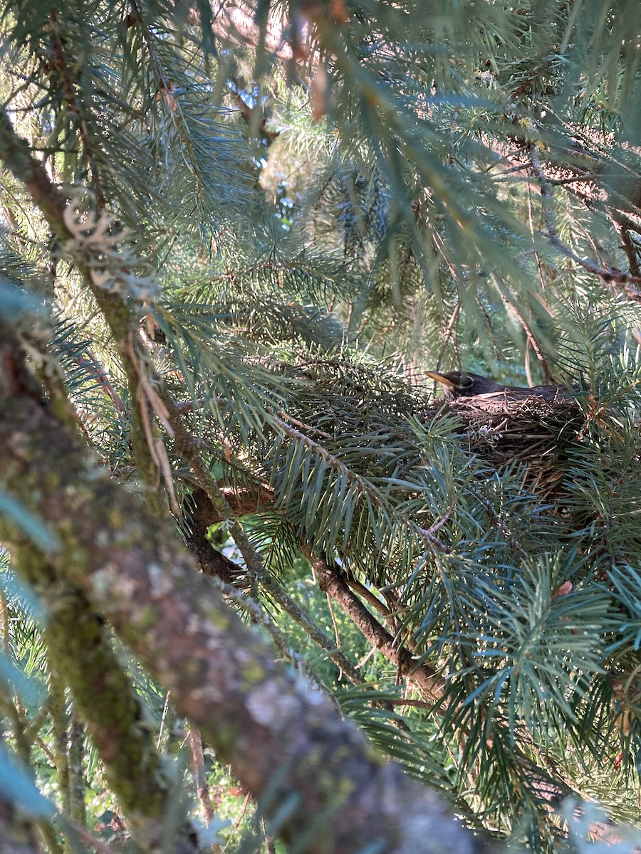 American Robin - ML608763226