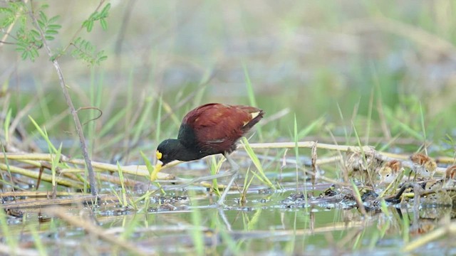 Jacana du Mexique - ML608763325