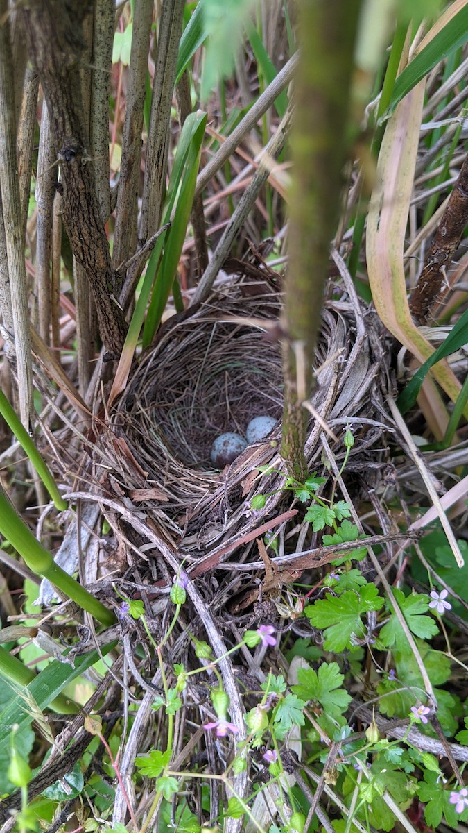 Song Sparrow - ML608763551