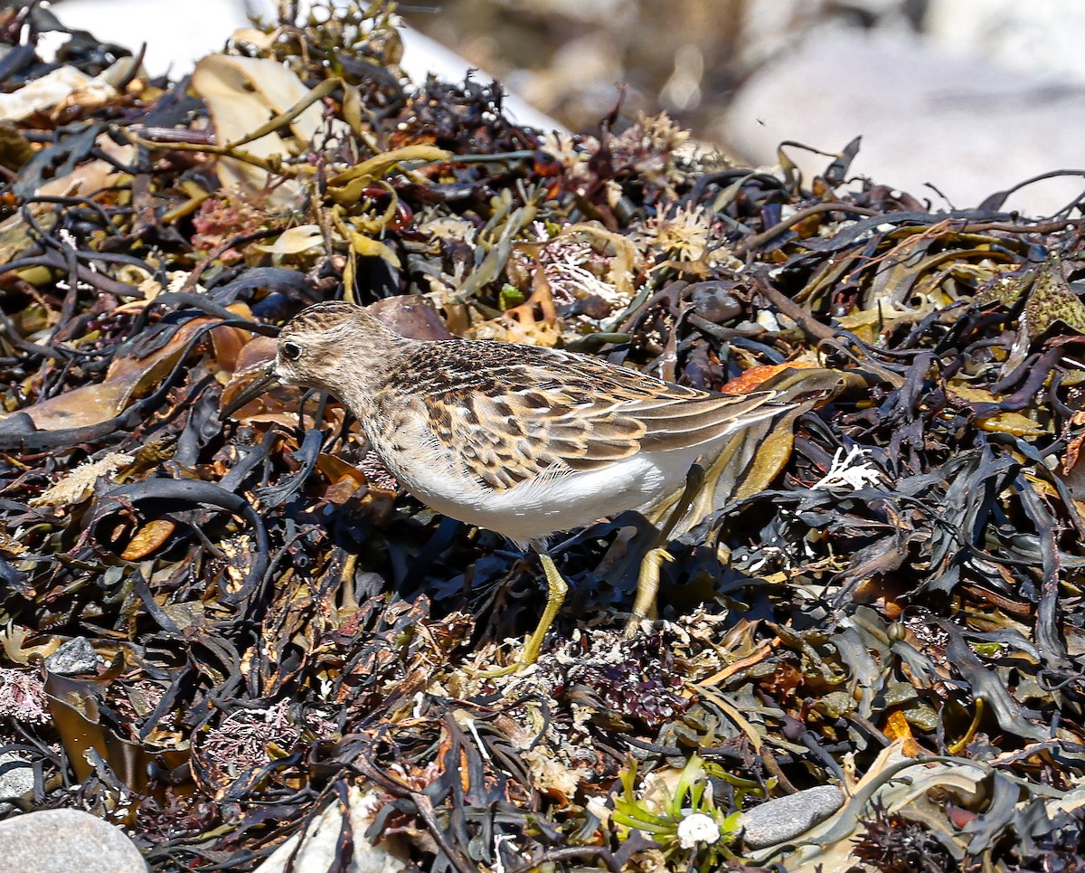 Pectoral Sandpiper - ML608763795