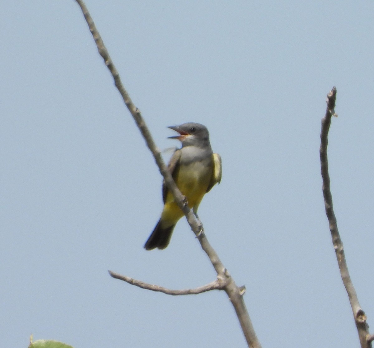 Cassin's Kingbird - Mark Nolen