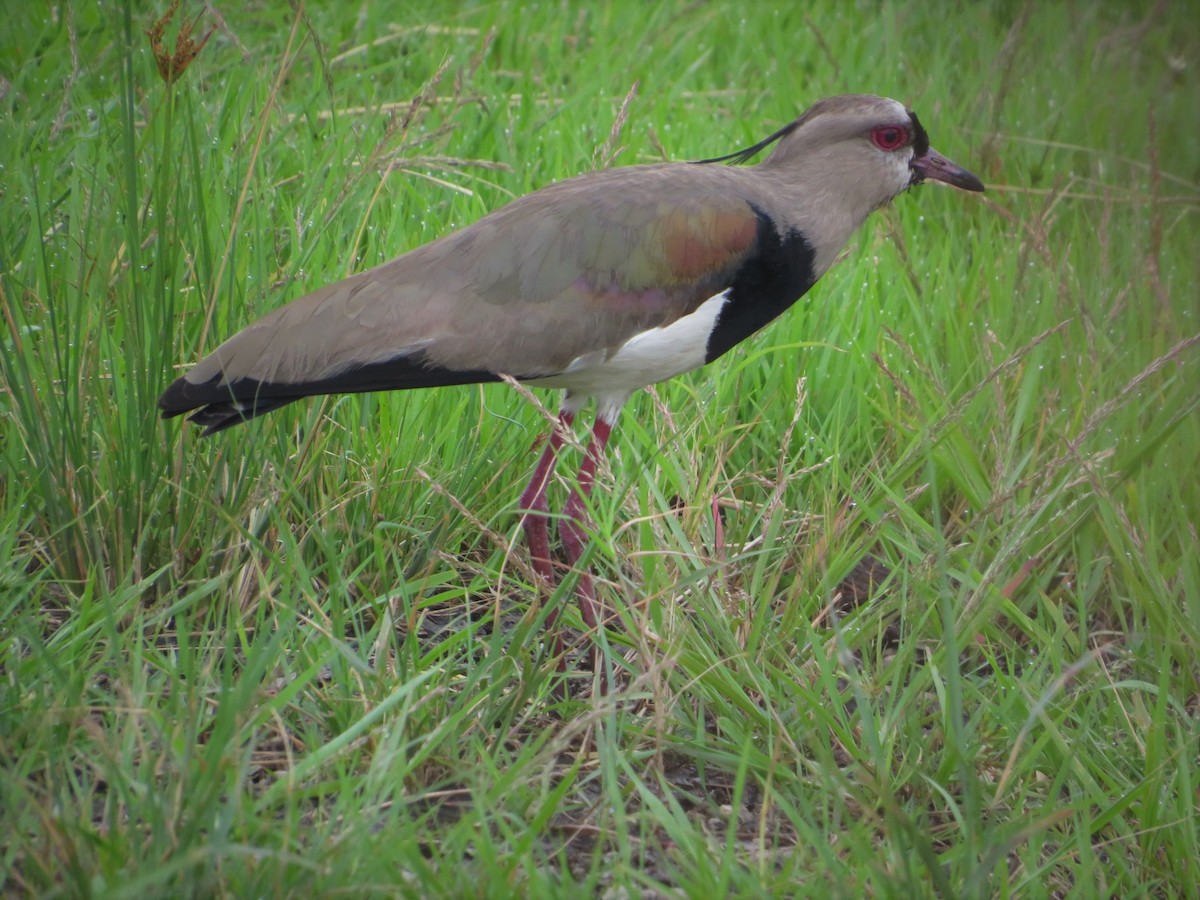 Southern Lapwing - ML608763817