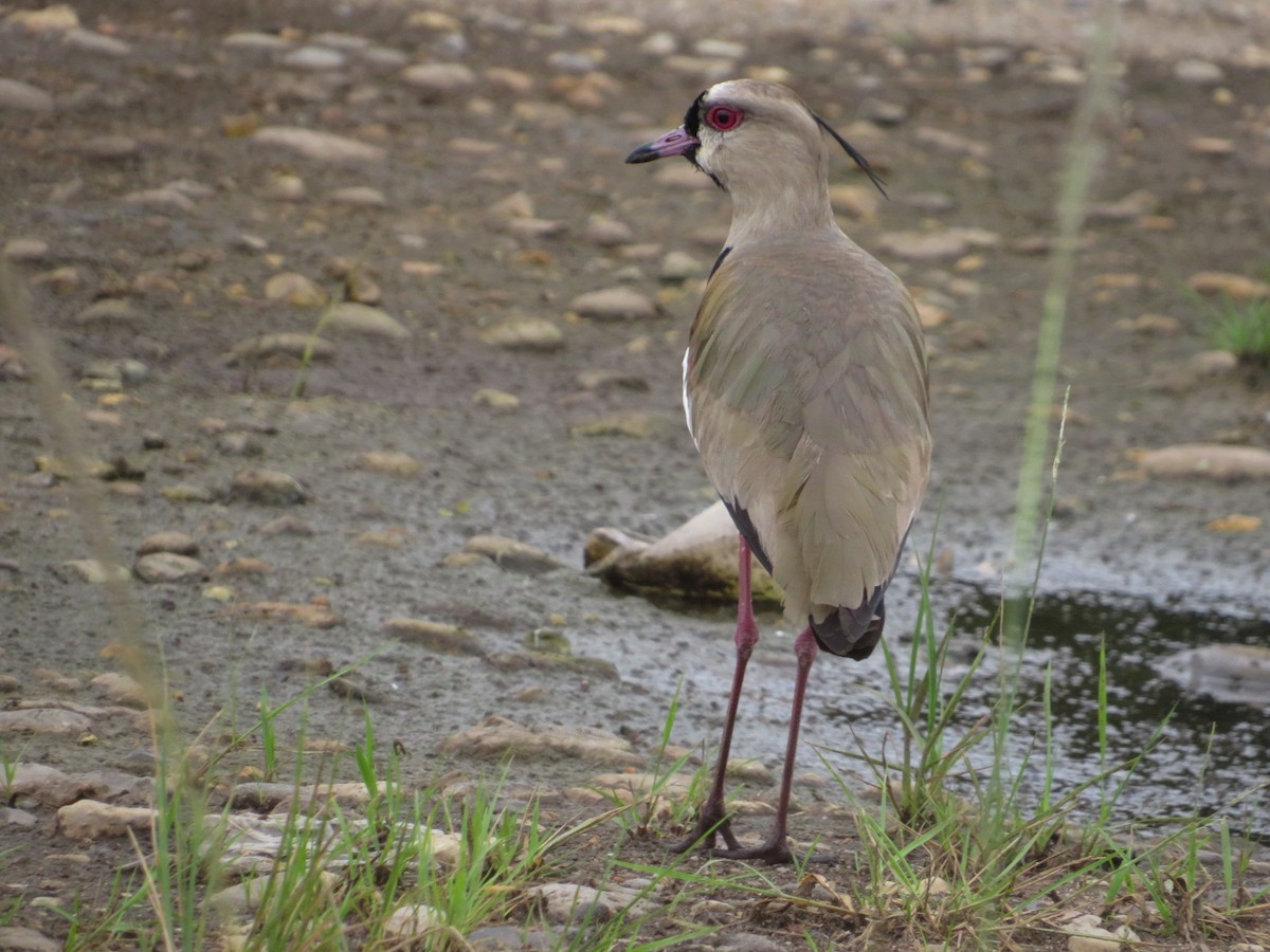 Southern Lapwing - ML608763818