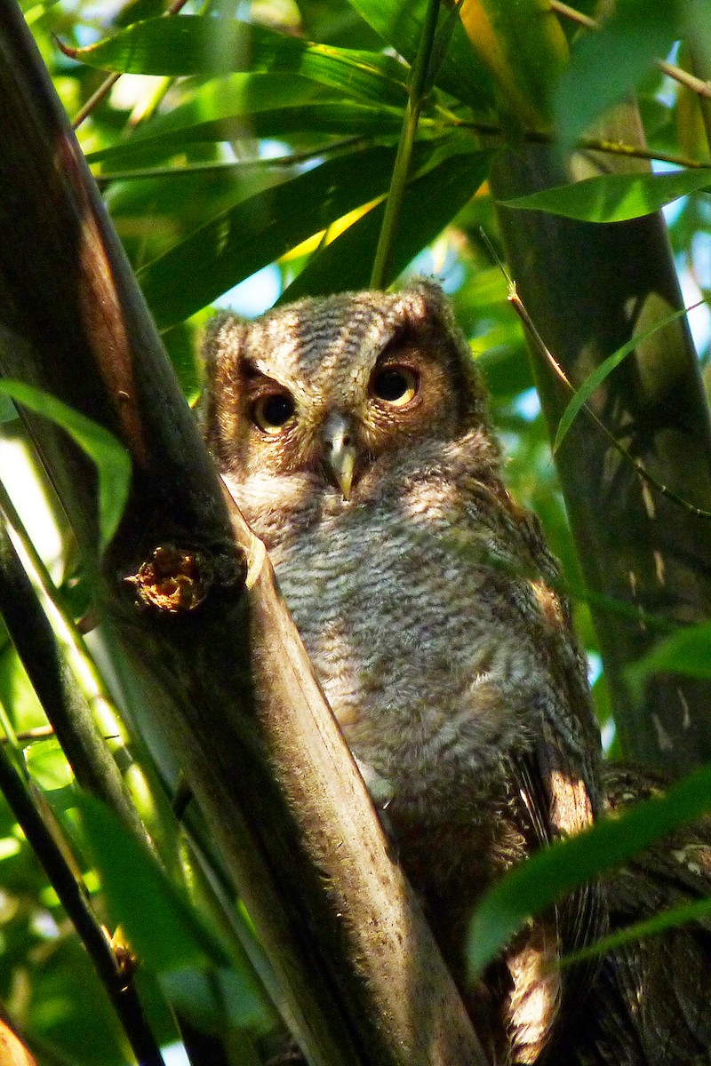 Tropical Screech-Owl - ML608764076