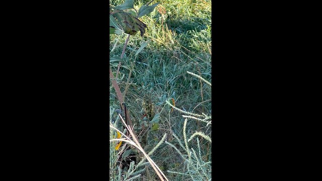 Red Crossbill (Douglas-fir or type 4) - ML608764077