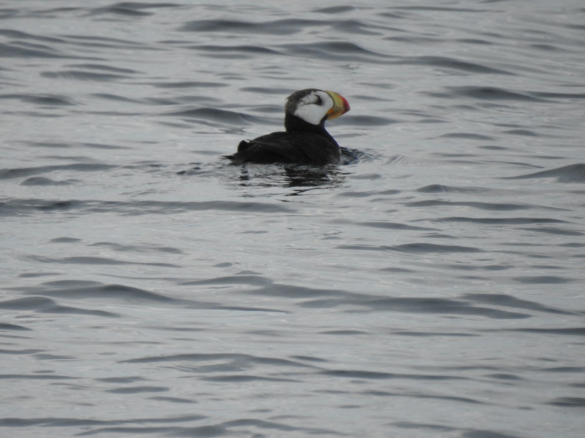 Horned Puffin - ML608764169