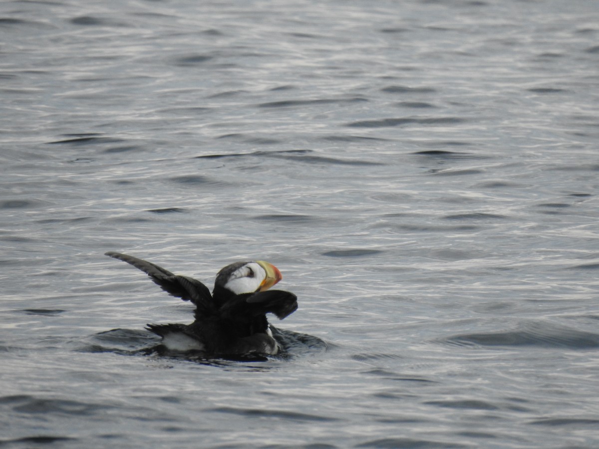 Horned Puffin - ML608764170