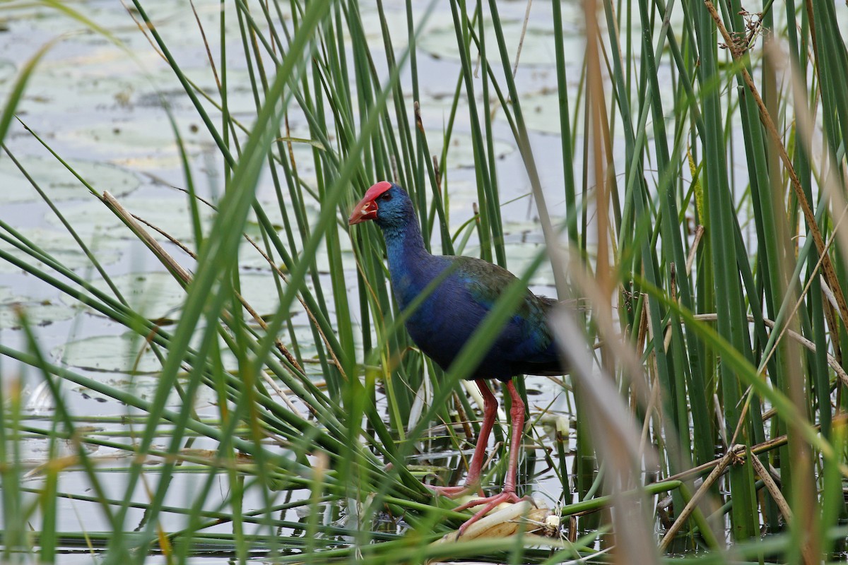 African Swamphen - Daniel Booker