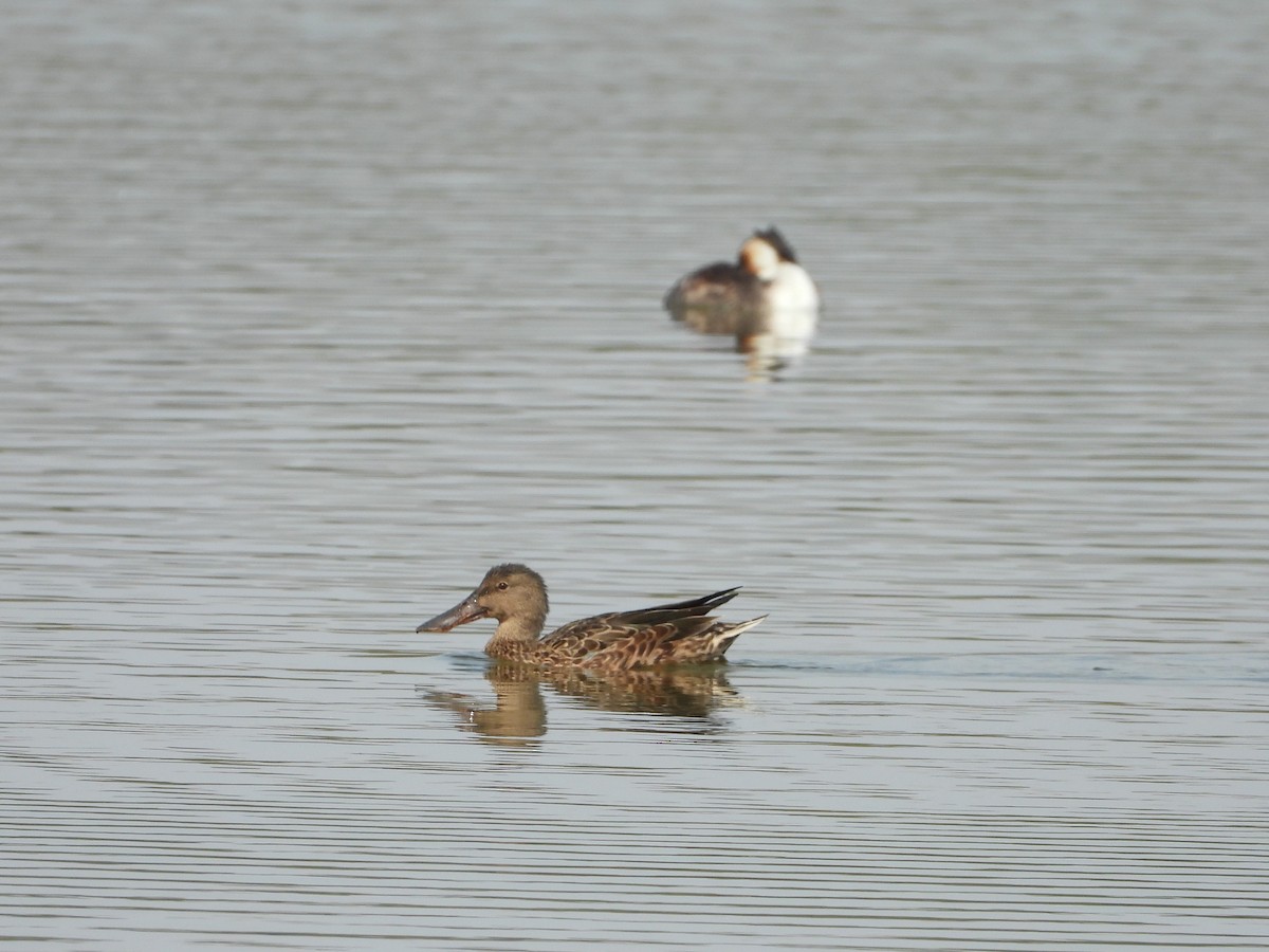 Northern Shoveler - ML608764341