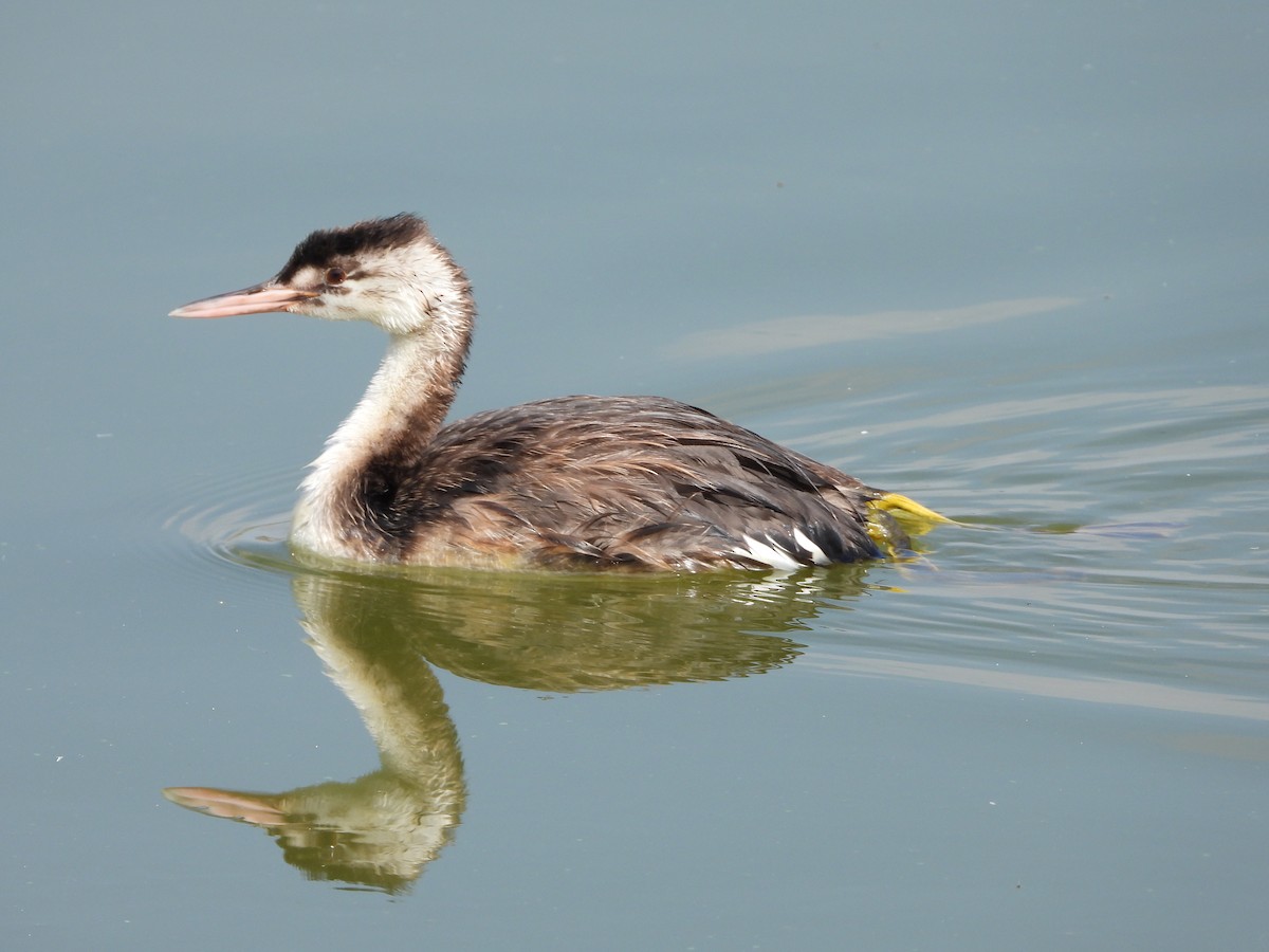 Great Crested Grebe - ML608764390