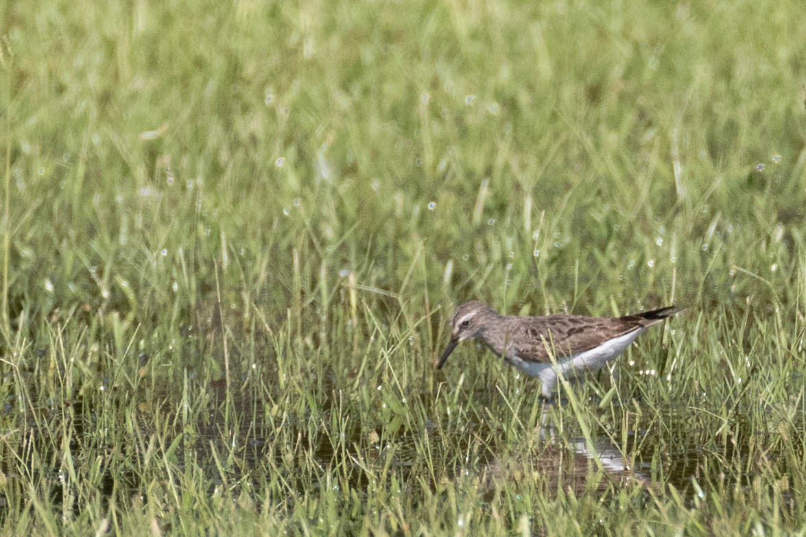 White-rumped Sandpiper - ML608764431