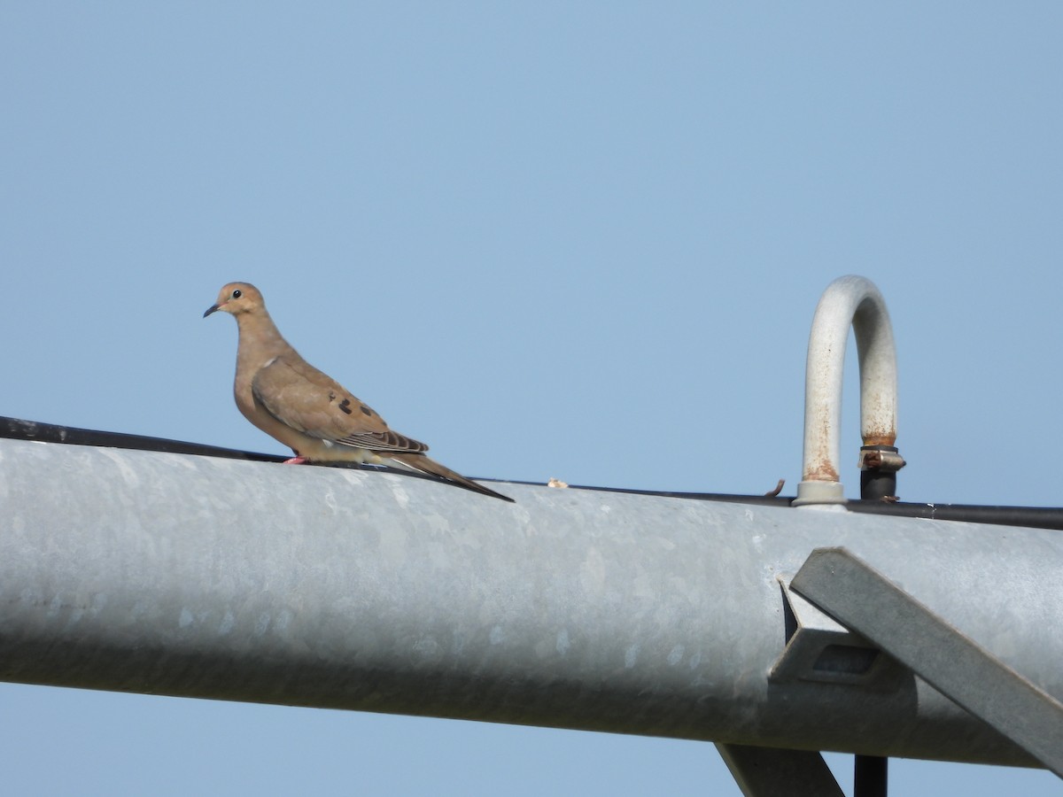 Mourning Dove - ML608764443