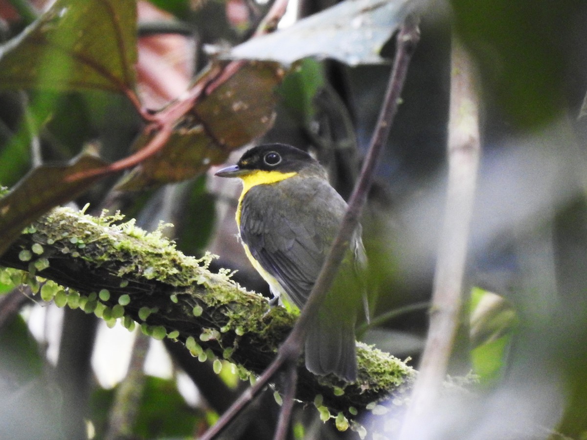 Andean Laniisoma - Juan Carlos🦉 Crespo