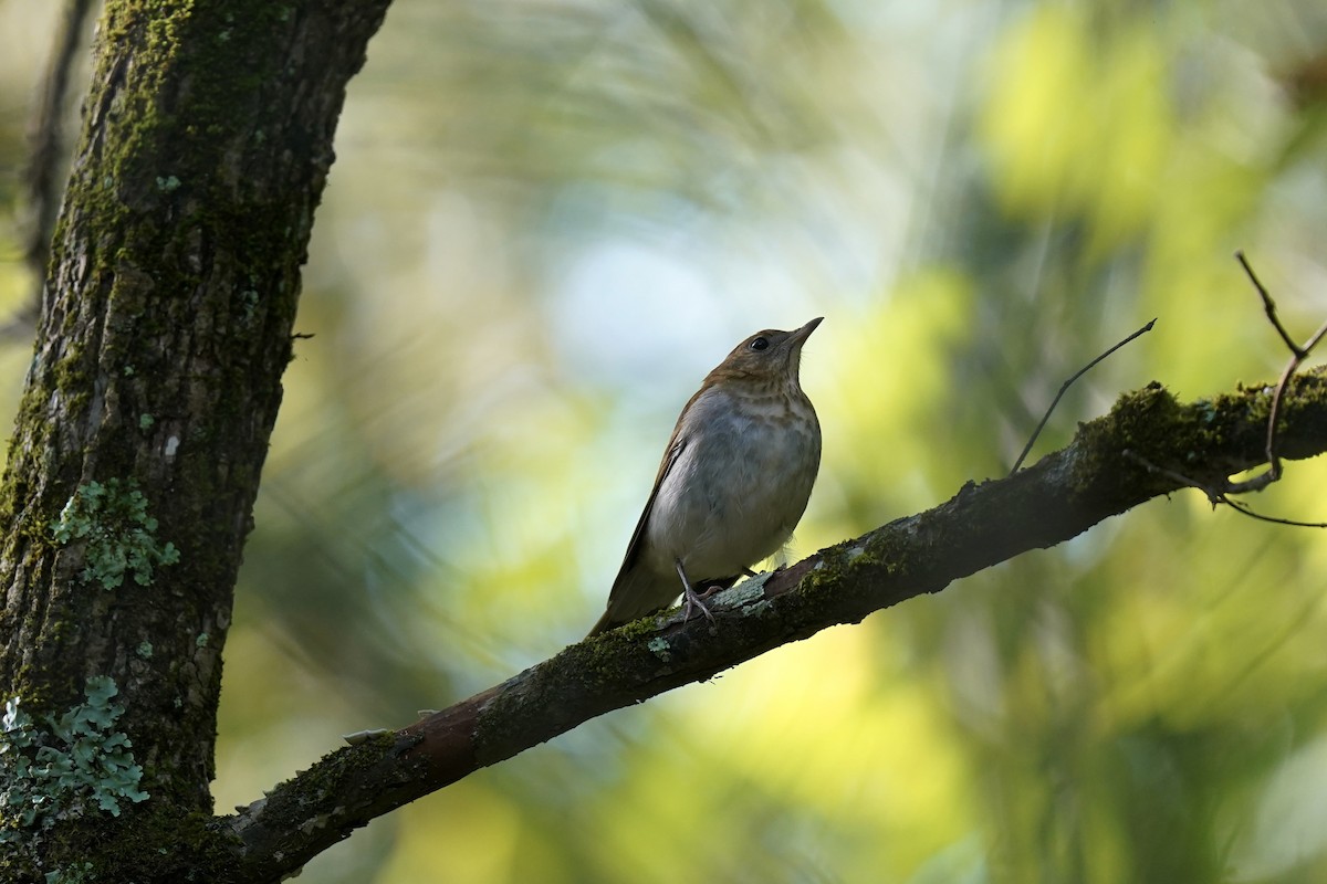 Veery - ML608764547