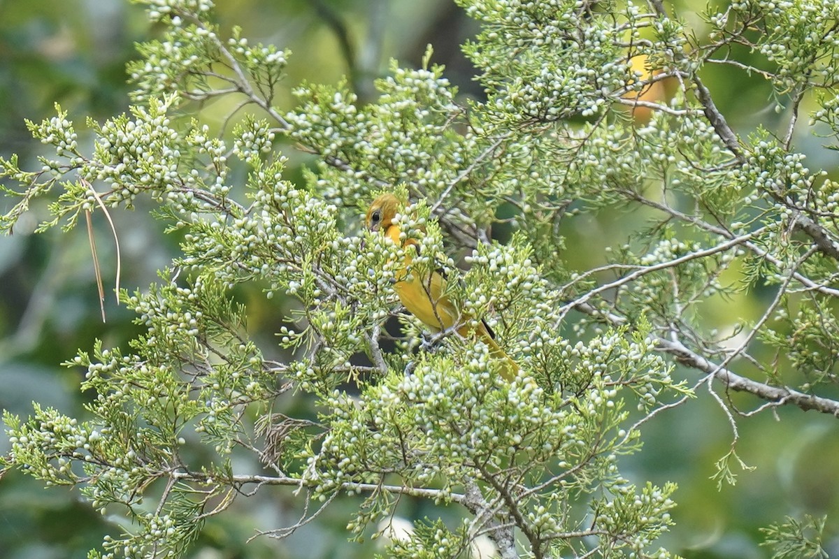 Baltimore Oriole - Melanie Crawford