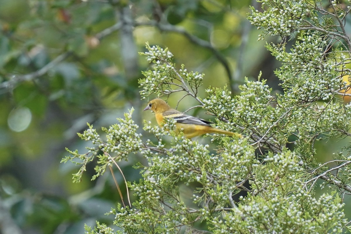 Baltimore Oriole - Melanie Crawford