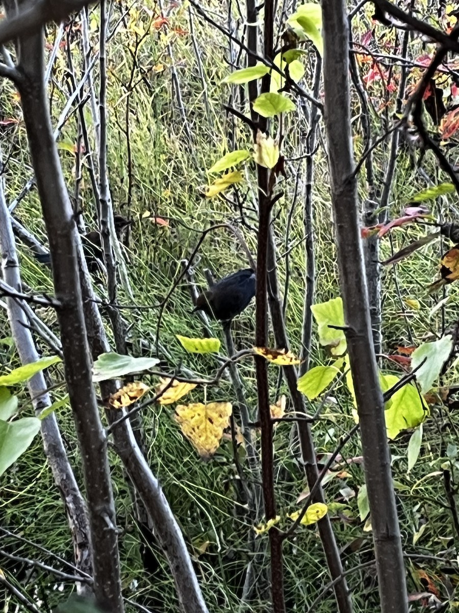 Rusty Blackbird - ML608764591