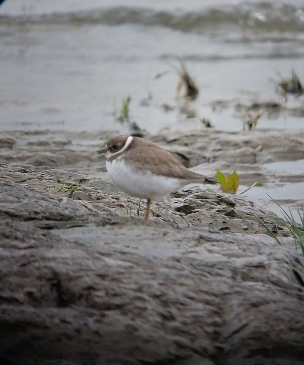 Semipalmated Plover - ML608764611