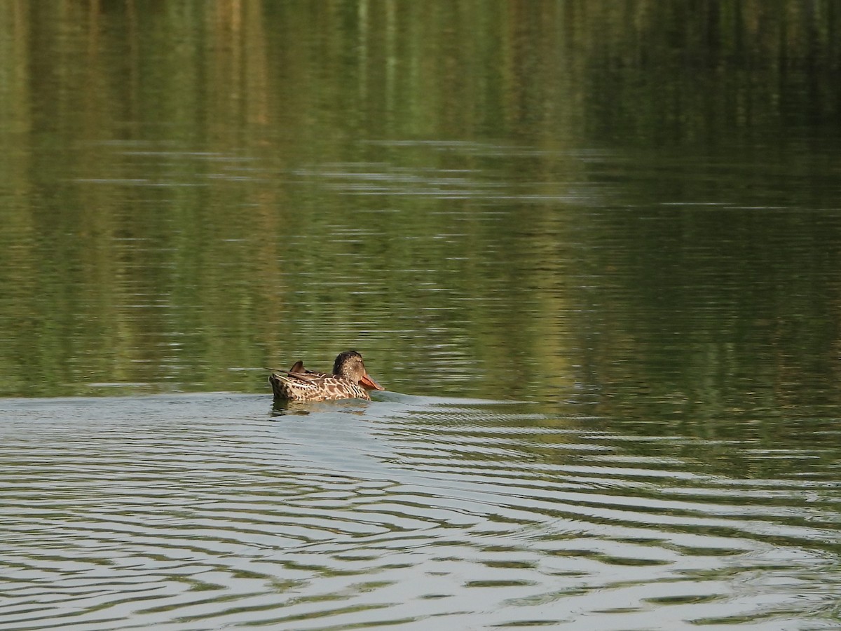 Canard souchet - ML608764623