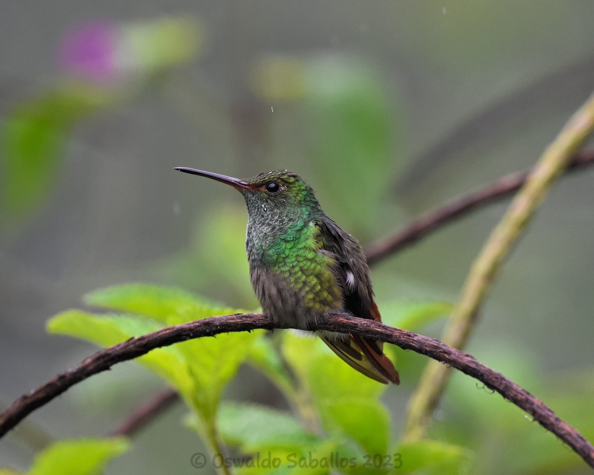 Rufous-tailed Hummingbird - ML608764636