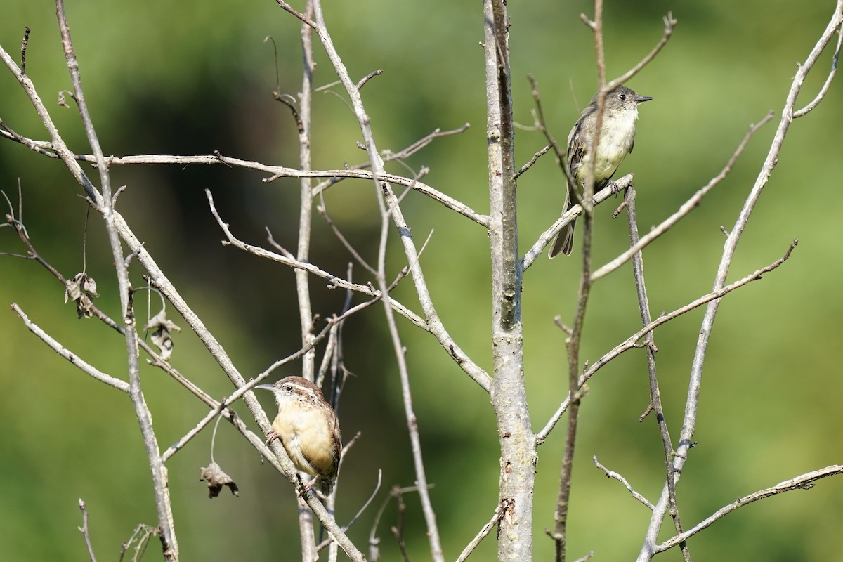 Carolina Wren - ML608764640